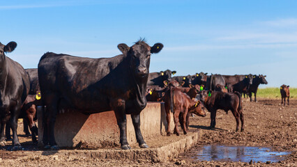 Cattle of black angus breed in the grassland.