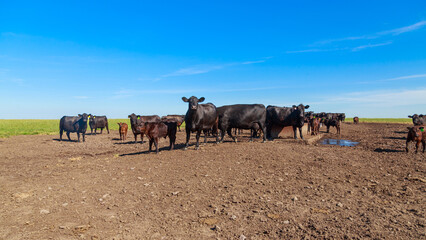 Herd of cows of angus breed in the pasture. - obrazy, fototapety, plakaty