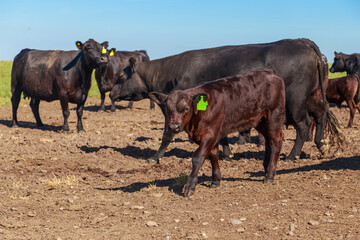 Cattle of black angus breed in the grassland.