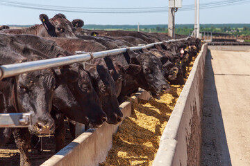 Feeding process of black angus cattle. © Елена Бионышева-Абра