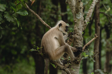 Gray langur