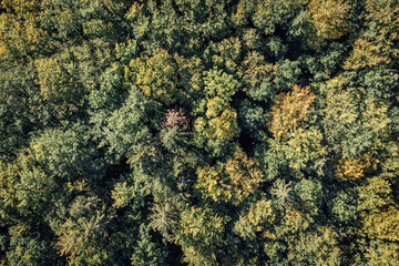 Baumkronen Landschaften aus der Luft
