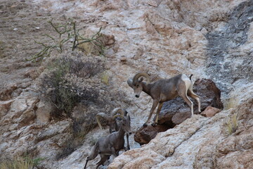 Great Rams of Canyon Lake