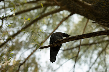 Pigeon on tree branch. Silhouette of bird against background of foliage. Pigeon on tree in park.