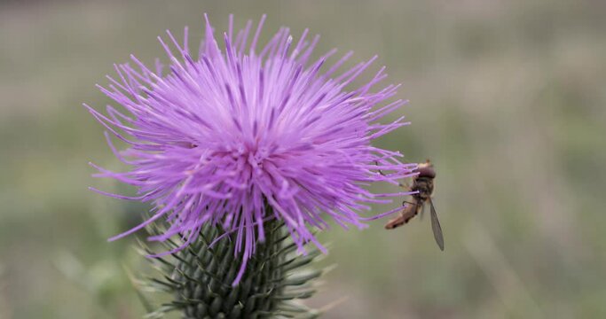 Insecte volant se posant sur une fleur