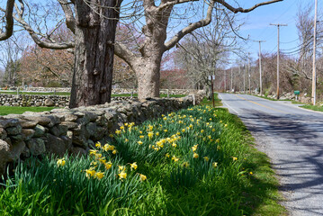  Daffodils blooming along side a stone wall on a country road