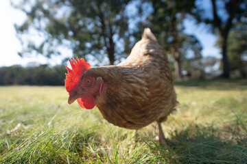 One ISA Brown Chicken hen, free range, close up, picking in the grass