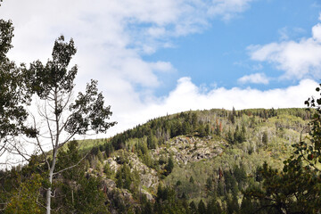 Tree and Mountain