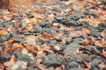 Leaves among rocks on ground
