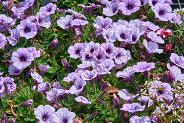 Bright purple petunias in a flat on a bright summer day