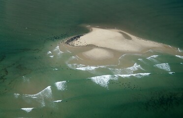 Naklejka premium Gray and Harbor Seals Congregate on Sandpit at Chatham, Cape Cod Aerial
