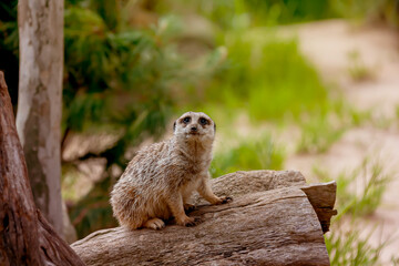 meerkat looking at camera with blurred background.