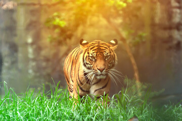 tiger in the forest
