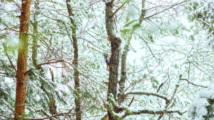 Woodpecker Bird in tree Snow Winter