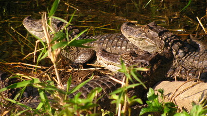 wild alligators in the swamp