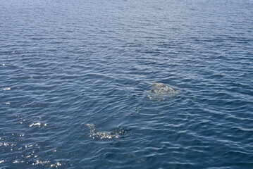 Naklejka premium Red sea, Walk on the red sea, red sea beaches.