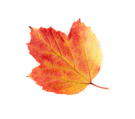 Naklejka na ściany i meble Autumn Leaf Isolated. Colored Autumn Tree Leaves