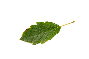 Fototapeta premium Autumn Leaf Isolated. Colored Autumn Tree Leaves