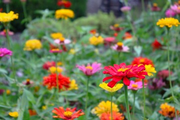 field of zinnias 
