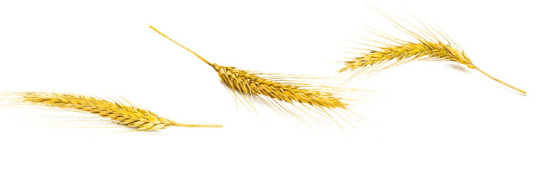 Grain field. Whole, barley, harvest wheat sprouts. Wheat grain e