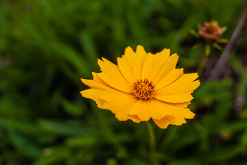 Flor amarela