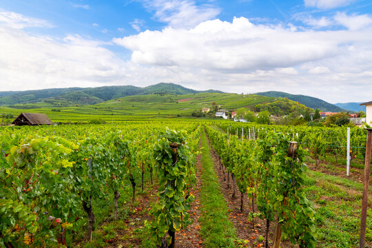 The Three Castles of Eguisheim can be seen on the hillside above rows of grapes at a vineyard near Eguisheim, France, a stop on the wine route through the Alsace region.