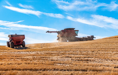 Grain cart following a wheat combine up a hill to the net field 