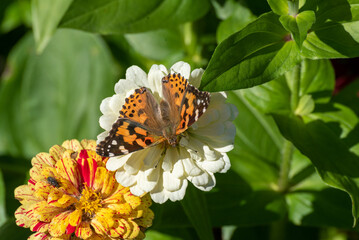 A Painted Lady Butterfly On Zinnia Flowers