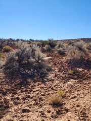 cactus in the desert
