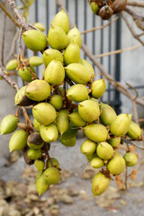 Paulownia tomentosa yellow unripe fruits of bluebell tree in autumn