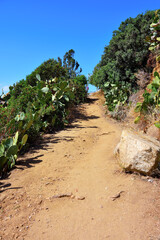 succulents in capo vaticano Calabria Italy