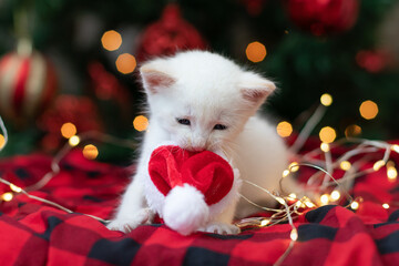 White kitten biting Santa's hat in front of Christmas tree