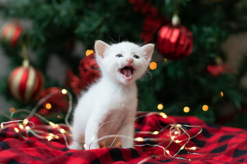 Fototapeta na wymiar White kitten with blue eyes meowing in front of Christmas tree