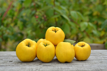 Freshly picked ripe quince fruits on an old wooden table. The concept of growing your own organic products.