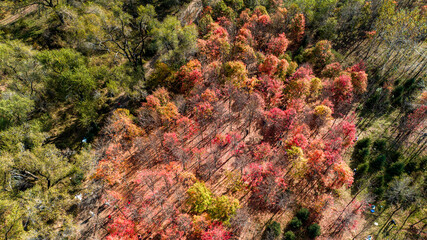 Autumn red leaves scenery of Jingyuetan National Forest Park in Changchun, China