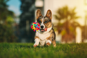 Happy playful corgi dog trying to catch the toy outdoors at sunset. Portrait of beautiful purebred blue merle cardigan welsh corgi running towards the toy.