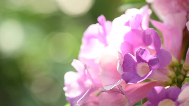 Mansoa alliacea flowers on nature background.