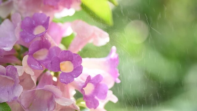 Mansoa alliacea flowers on nature background.