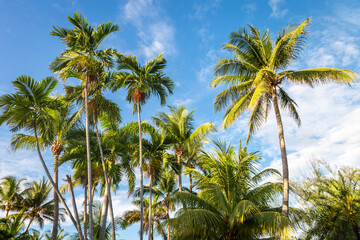 Fototapeta na wymiar Tropical paradise: idyllic caribbean palm trees with sunbeam in Punta Cana