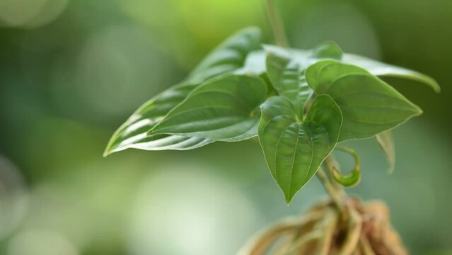 Stemona tuberosa roots and green leaves on nature background.