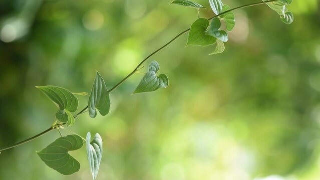 Stemona tuberosa branch green leaves on nature background.