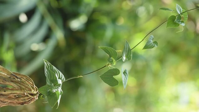 Stemona tuberosa roots and green leaves on nature background.