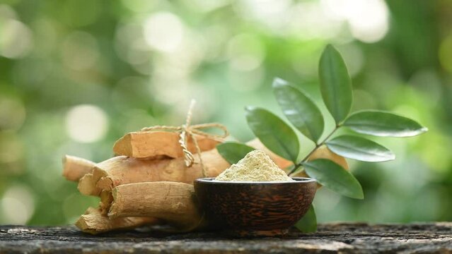 Eurycoma longifolia Jack,dried roots,green leaves and powder on nature background.