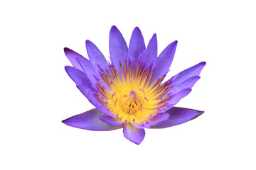 Light purple lotus isolated on white background.