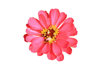 red flower isolated on white background.
