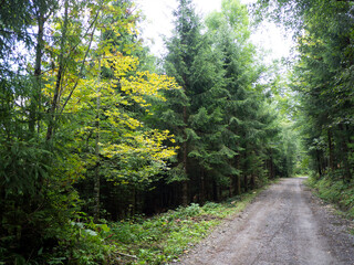 Obraz premium Bosque en Primavera 2