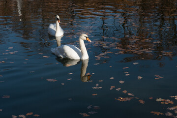 Two white swans swiming on lake