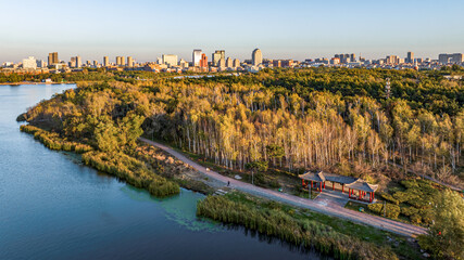 Obraz premium Birch forest landscape in autumn in Nanhu Park, Changchun, China