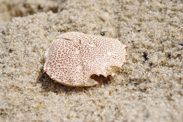 The carapace of Ovalipes ocellatus resting on sand. Also known as Leopard Crab, Atlantic Leopard, Ocellated, Calico, Ocellate Lady, Sand, Calico crab.