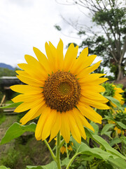 Beautiful sunflower in the garden